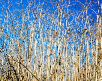 Blue Sky Gold Weeds Background Image: Photo Texture (Digital Download)