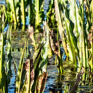 Digital nedladdning av bakgrundsbild för grönt vattenogräs, fototextur, digital bakgrund, direktnedladdning, stockbilder, skrivbordsbakgrund