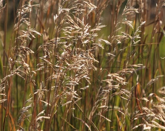 Digital Download Golden Grass Background Image, Photo Texture, Digital Backdrop, Instant Download, Stock Photography, Desktop Background