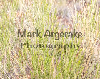 Green Grass Texture: Light Lawn Weeds Photo Backdrop (Digital Download)