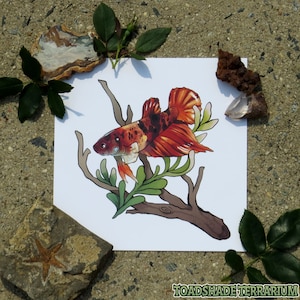Betta Fish Original Art Print | 8x8&quot; Square!