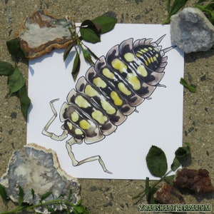 Isopod Original Art Print | Haasi | 8x8&quot; Square!