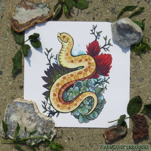 Albino Western Hognose Original Art Print | 8x8&quot; Square!
