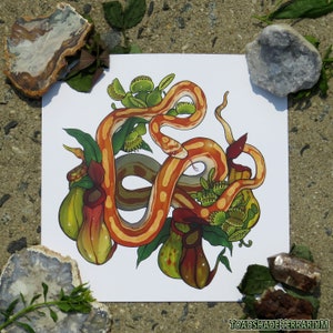 Corn Snake Original Art Print | Carnivorous Plants | 8x8&quot; Square!