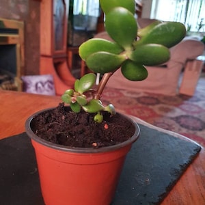 May include: A small potted money tree plant with green leaves in a red plastic pot. The plant is sitting on a black slate surface.