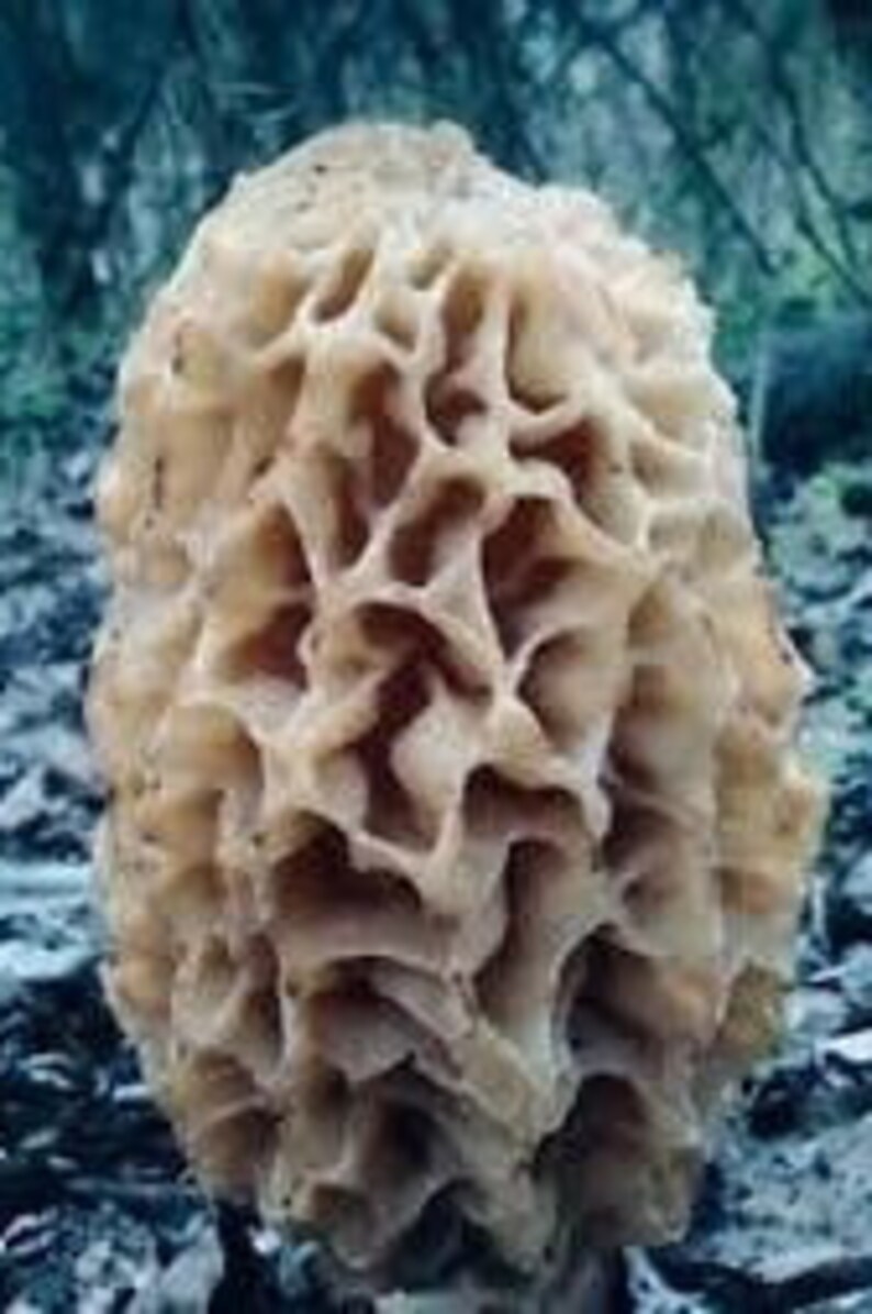 Yellow Morel Mushroom Spores Sawdust Bag Spore Large Grow Kit Etsy