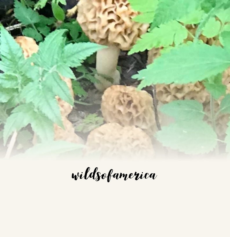 8 Bags 55 g each Yellow Morel Mushroom Spores Sawdust Bag Etsy