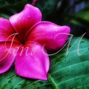 May include: A vibrant pink plumeria flower with water droplets on its petals, resting on a large green leaf.