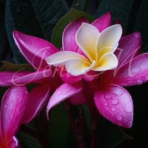 White Frangipani floating on Pink.