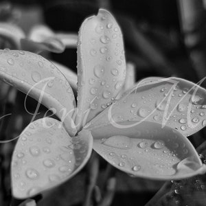 Black and White Frangipani