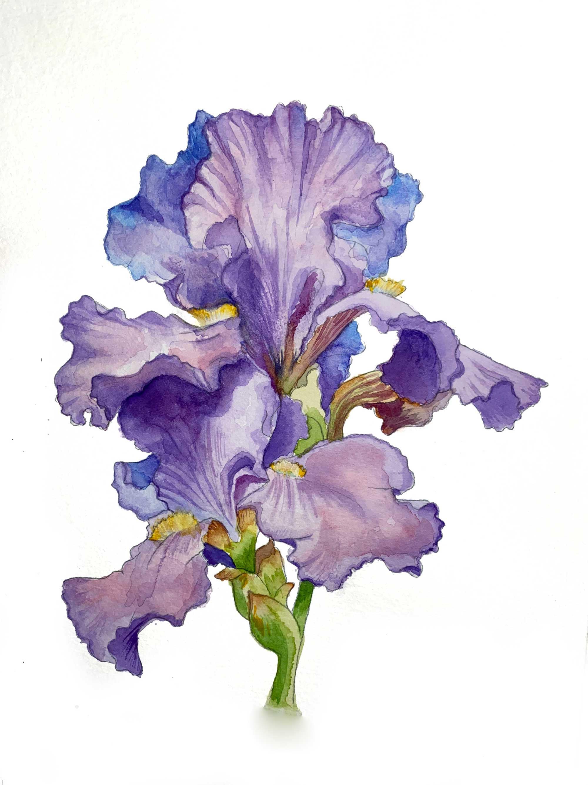 Watercolor Iris Original Painting Flower Art Floral Art Floral Painting Wall Art