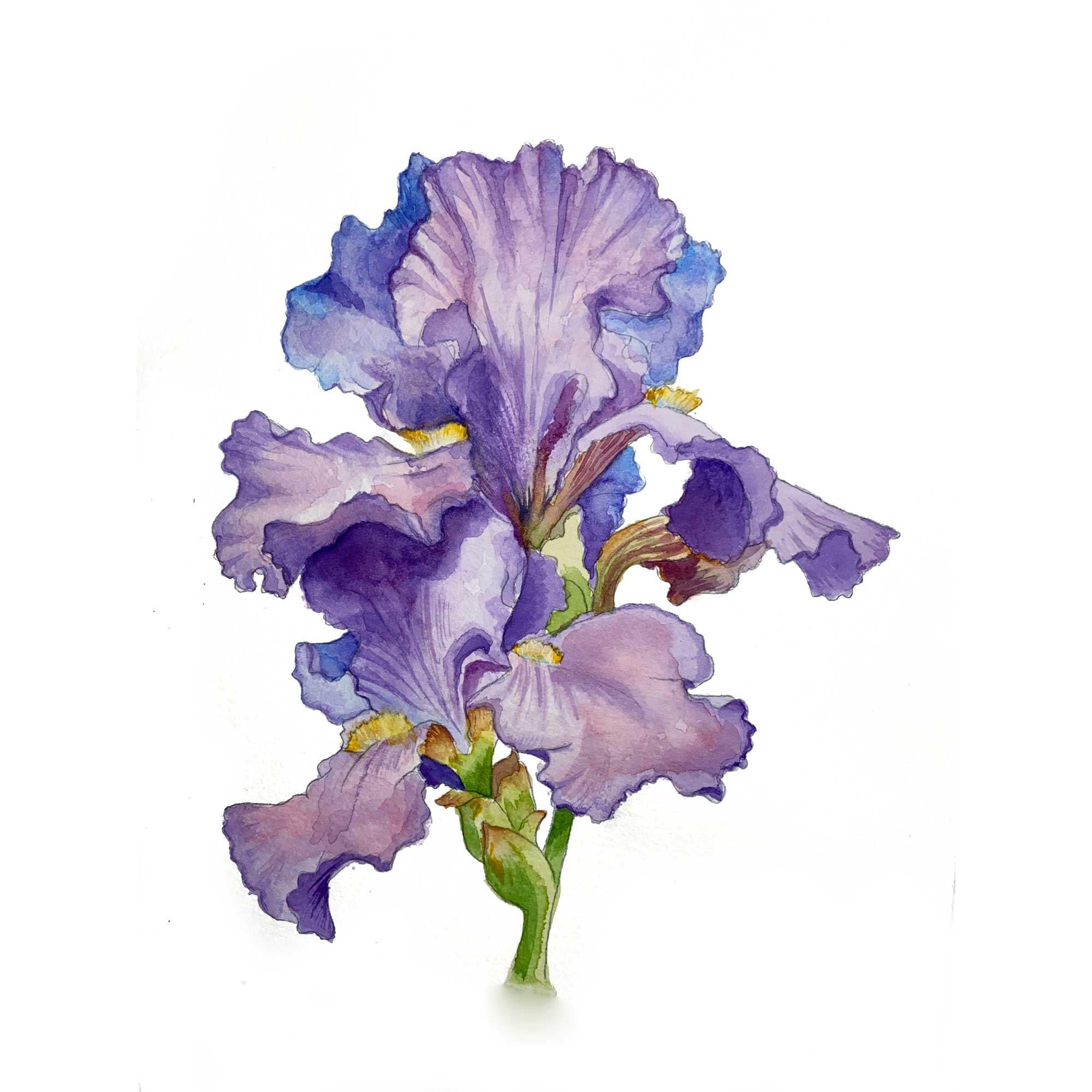 Watercolor Iris Original Painting Flower Art Floral Art Floral Etsy
