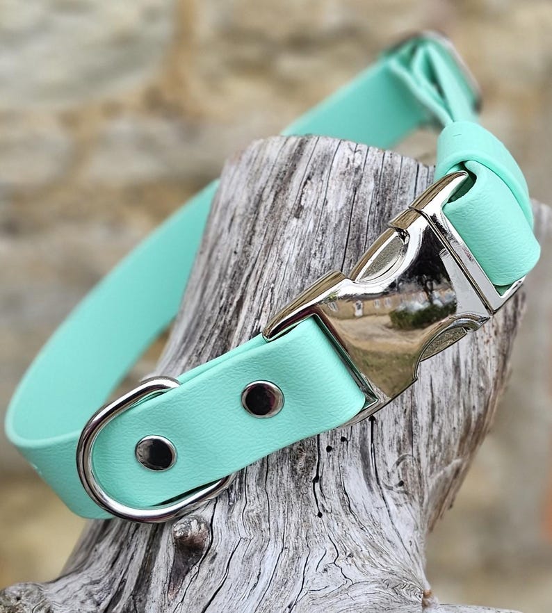 K&ouml;nnte beinhalten: Ein mintgr&uuml;nes Haustierhalsband mit einem glatten, matten Band, einer polierten silberfarbenen Metallschnalle zum seitlichen &Ouml;ffnen, einem passenden silberfarbenen D-Ring zur Leinenbefestigung und zwei silbernen Nieten nahe der Schnalle.