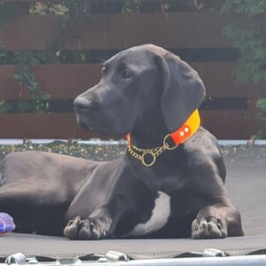 Pu&ograve; includere: Un cane nero con una macchia bianca sul petto, che indossa un collare arancione neon brillante con un attacco a catena in metallo dorato. Il cane &egrave; sdraiato in posizione di riposo, rivolto verso sinistra con le orecchie rilassate.