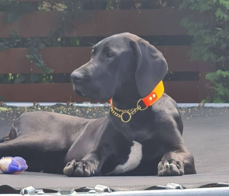 Pu&ograve; includere: Un cane nero con una macchia bianca sul petto, che indossa un collare arancione neon brillante con un attacco a catena in metallo dorato. Il cane &egrave; sdraiato in posizione di riposo, rivolto verso sinistra con le orecchie rilassate.