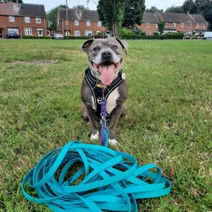 Op de afbeelding: Een grijze en witte hond met een zwart tuigje en een paarse riembevestiging zit op het gras. Een lange, opgerolde, fel turquoise hondenriem ligt op de grond voor de hond en loopt door vanaf de clip van het tuigje.