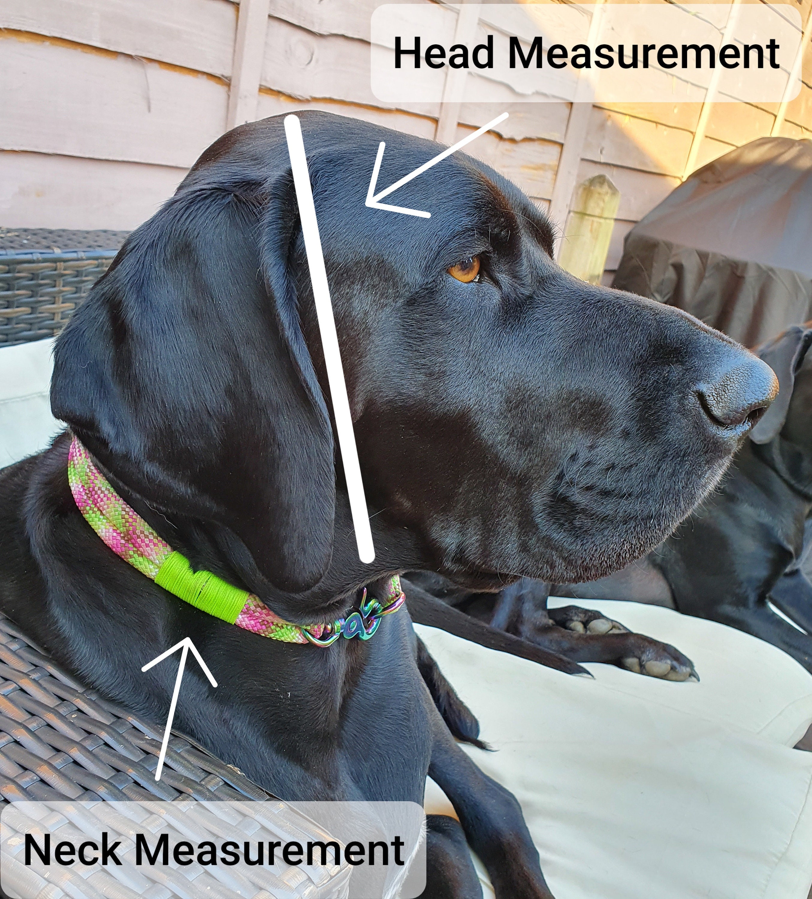 Biothane® Waterproof Dog Tag Collar I Design Your Own Etsy UK