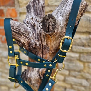 May include: A dark teal leather horse halter with brass-coloured hardware. The halter features adjustable straps, buckles, and rivets. The background is a blurred view of a wooden post and a stone wall.