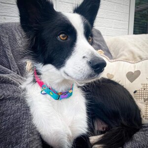 May include: A black and white dog with amber eyes wearing a bright pink and light blue collar featuring a metallic, iridescent buckle and a D-ring. The collar has a vibrant, multi-colored finish on the hardware that reflects light.