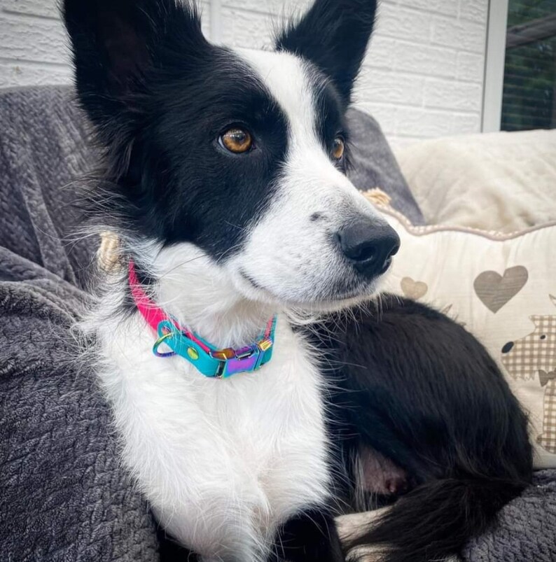 May include: A black and white dog with amber eyes wearing a bright pink and light blue collar featuring a metallic, iridescent buckle and a D-ring. The collar has a vibrant, multi-colored finish on the hardware that reflects light.