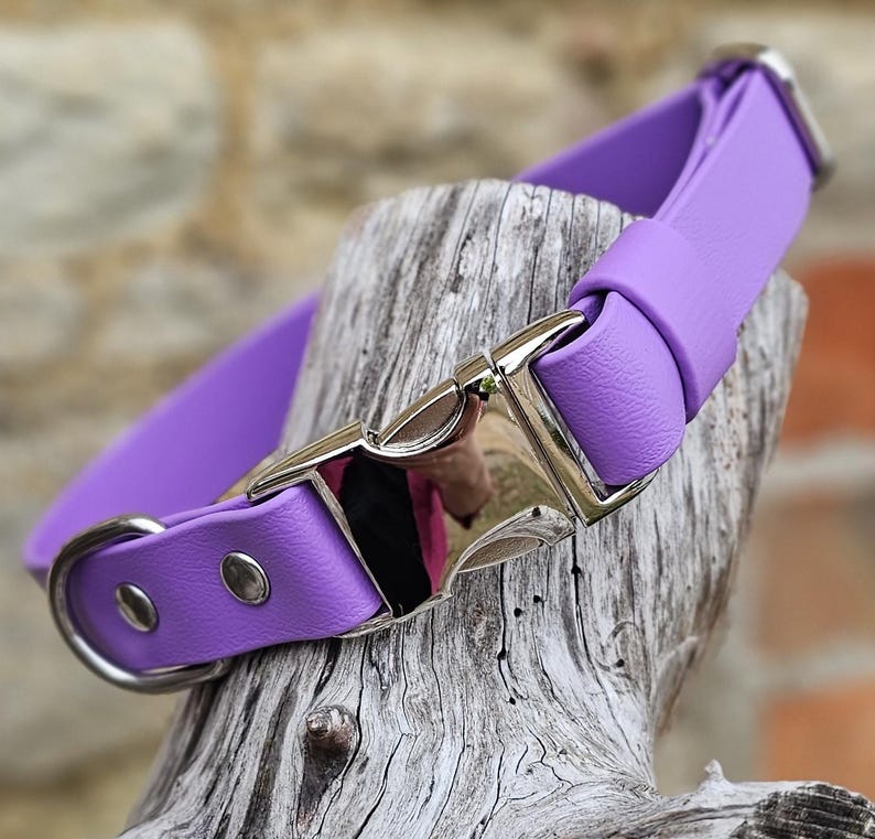 K&ouml;nnte beinhalten: Ein leuchtend violettes Halsband mit einer polierten silberfarbenen Metallschnalle, einem passenden silberfarbenen D-Ring und zwei silberfarbenen Nieten. Das Halsband besteht aus einem glatten, einfarbigen Riemen mit gleichm&auml;&szlig;iger Textur.