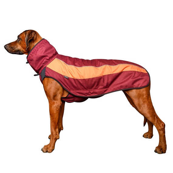 rhodesian ridgeback coat