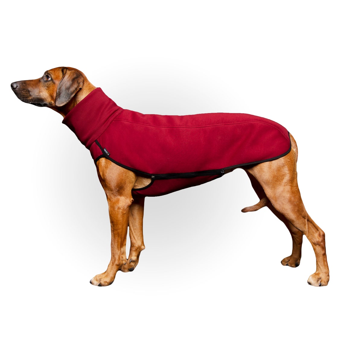 rhodesian ridgeback sweater