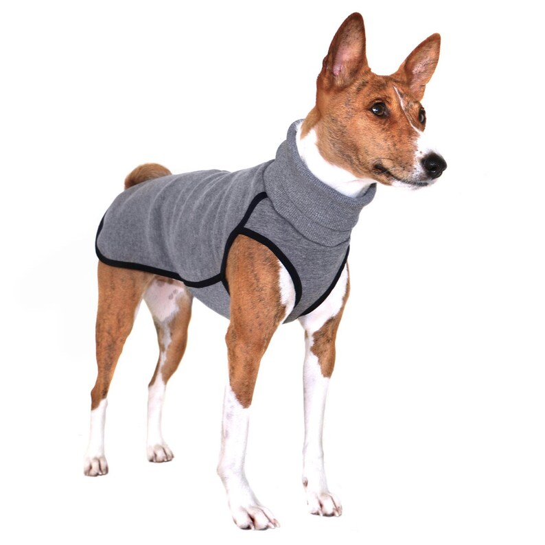 grey basenji