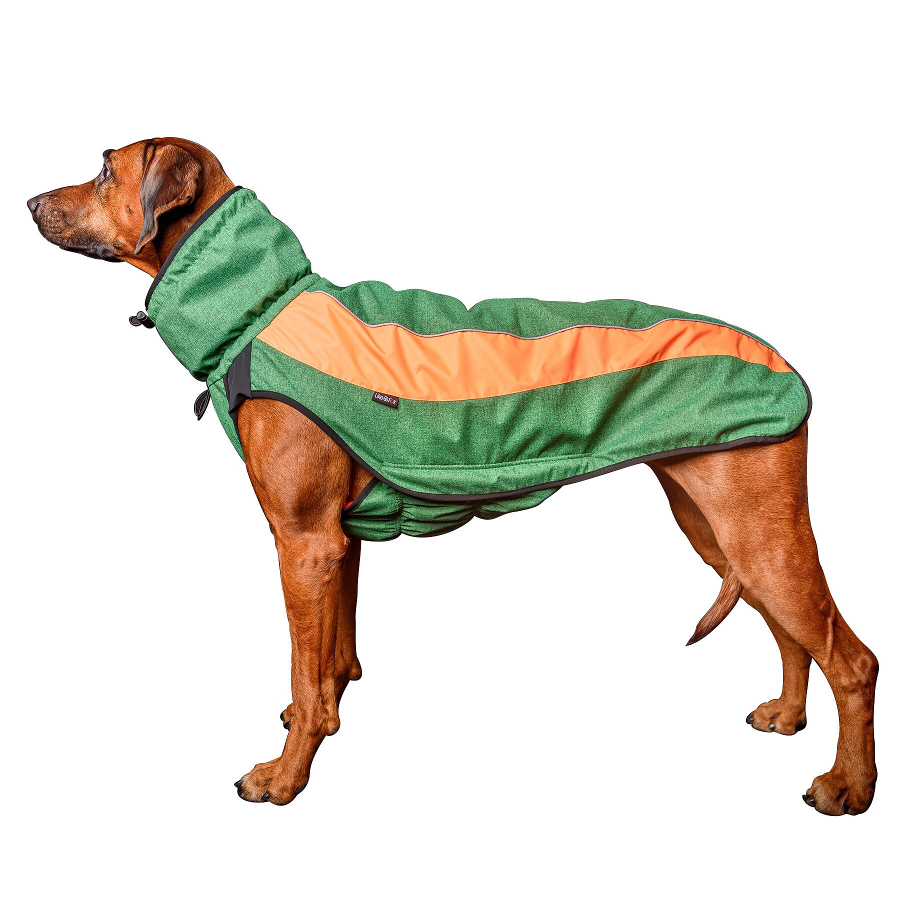 rhodesian ridgeback jacket