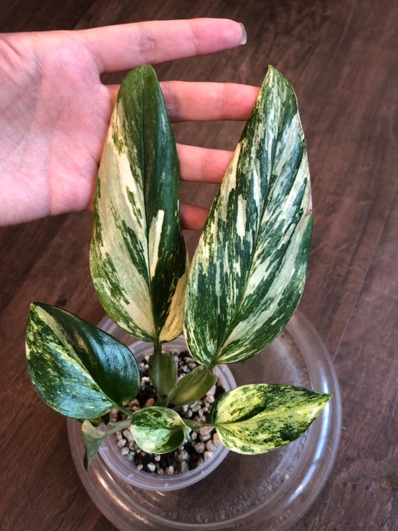 Monstera Standleyana Yellow Variegata Etsy