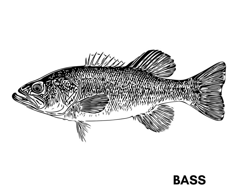 Crappie Svg Walleye Trout Bluegill Bass Fish Cut File Png Sublimation Musky Northern Jpg Drawing Illustration Art Collectibles Keyforrest Lt