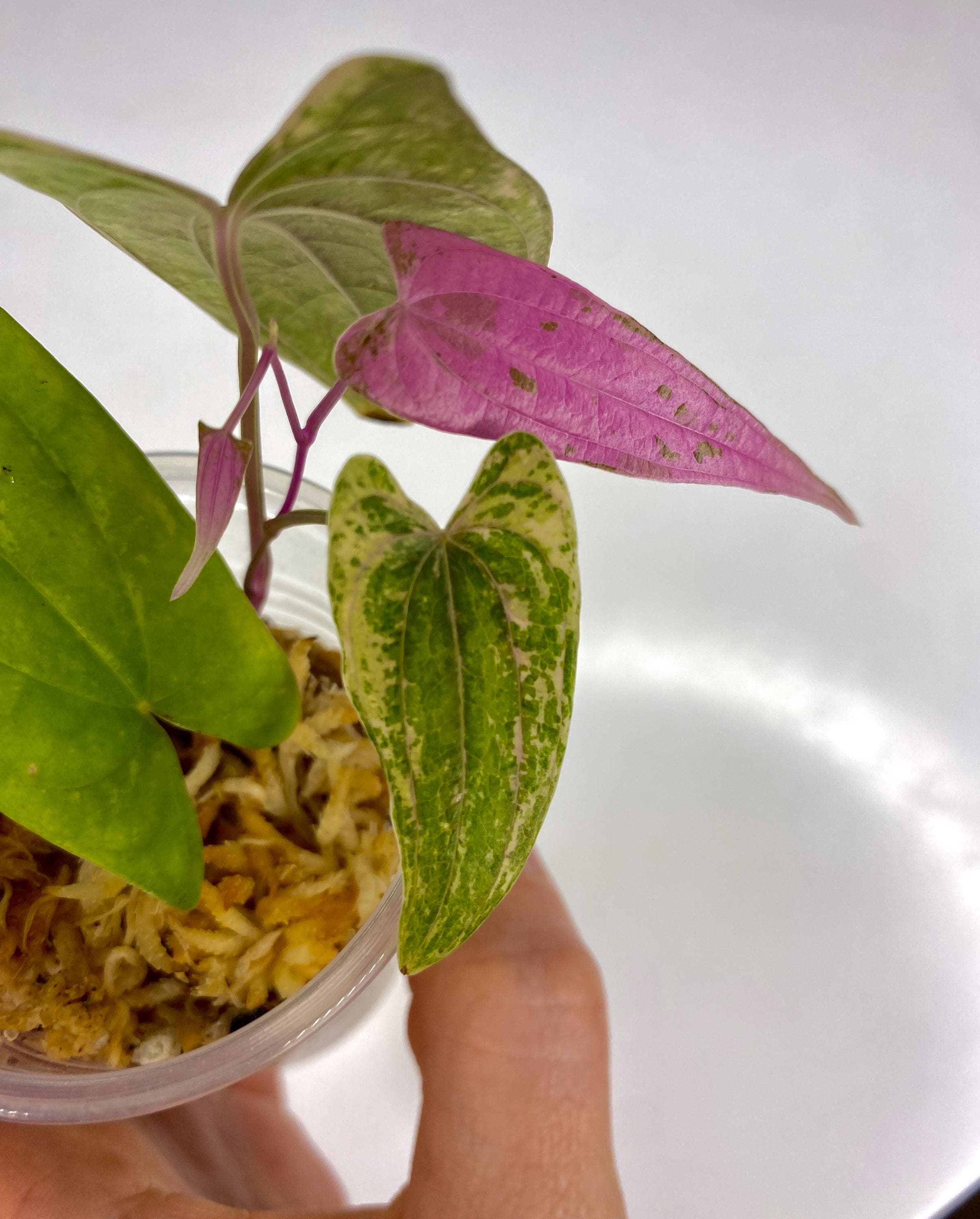 Dioscorea Pink Pixel, Rooted Live Rare House Plant, Exact
