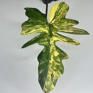 Mayoi X Florida Beauty - Etsy