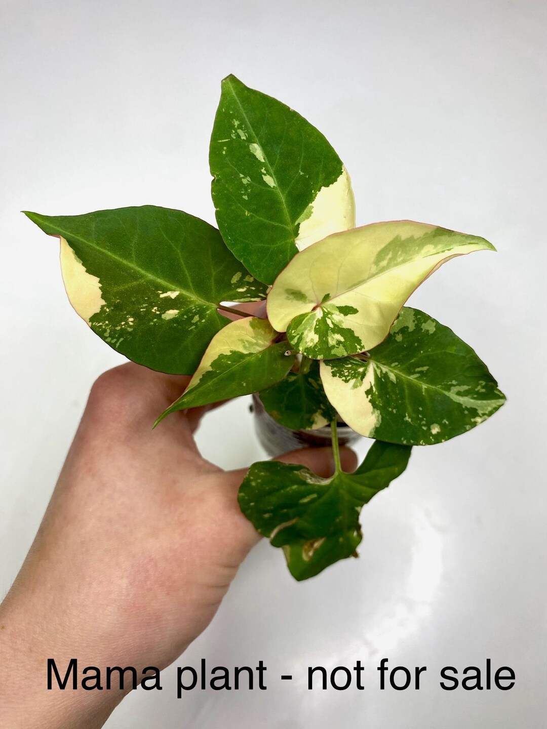 Fallopia Multiflora Variegated Reverted, Live House Plant, Exact Plant ...