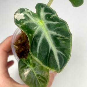 Balloon Heart Pink Variegated Alocasia Corm, Live Rare House Plant, Exact Starter Plant, Uncommon Collector Botanicals, Read description