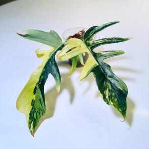 RARE Variegated Tortum x Florida Beauty philodendron, live tropical house plant, uncommon collector botanicals, Read Description