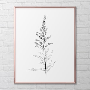 Goldenrod Flower Botanical Drawing Print