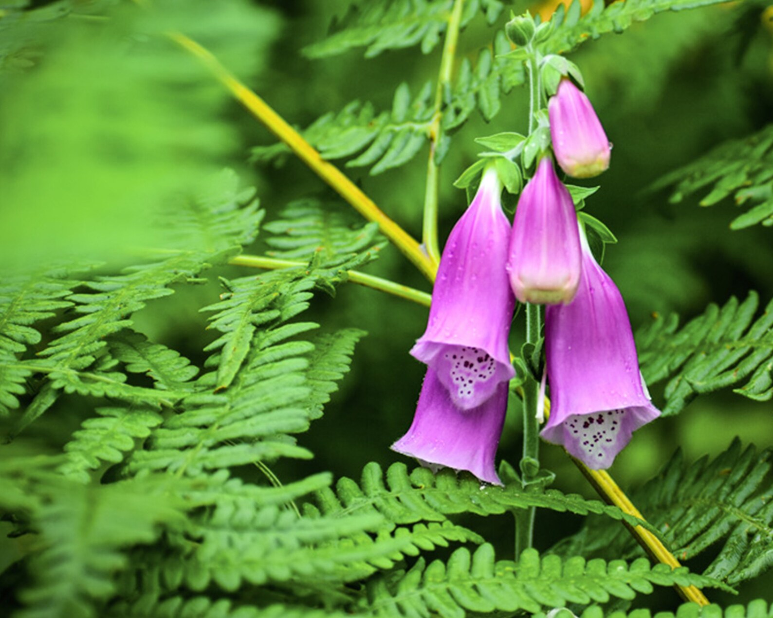 Pacific Northwest Foxglove Purple Wildflower Washington State Digital Download Etsy