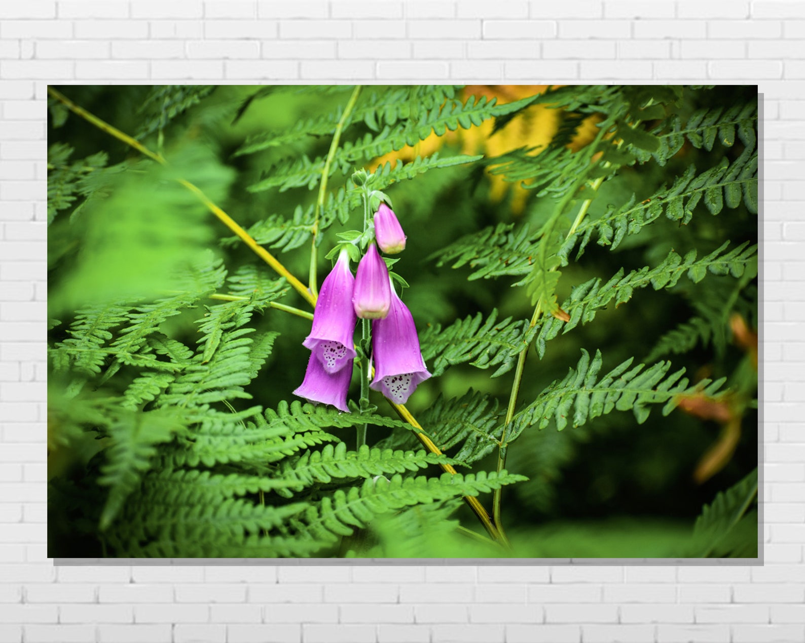 Pacific Northwest Foxglove Purple Wildflower Washington State Digital Download Etsy
