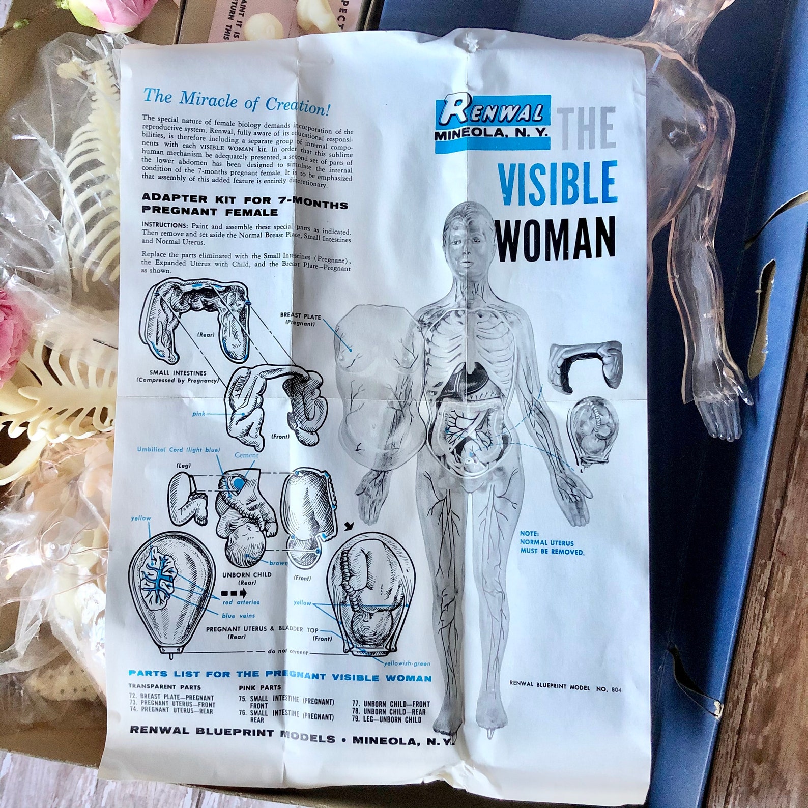 Vintage 1960s Visible Woman Kit Mid Century Human Anatomy | Etsy
