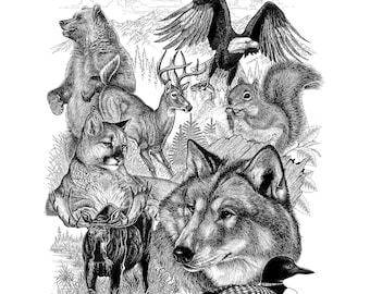 Limitierte Auflage der kanadischen Wildtierdruckserie A