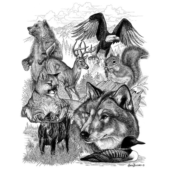 Limited Edition Canadian Wildlife Prints Etsy