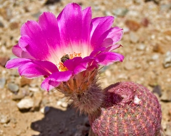 Echinocereus rigidissimus, Whetstone Mountains, AZ, 20 seeds