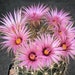 see more listings in the Cactus seeds section