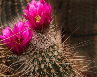 Echinocereus Maritimus Hancockii 30 Seeds - Etsy