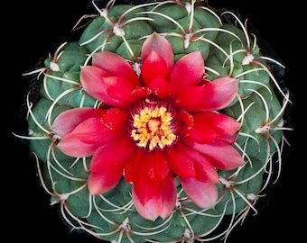Gymnocalycium baldianum, 20 seeds