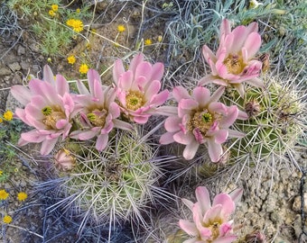 Echinocereus coccineus (Claret cup cactus, white / pink flower)  20 seeds