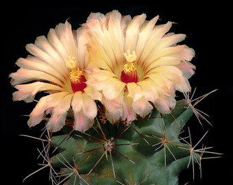 Coryphantha robustispina ssp. uncinata, 20 seeds