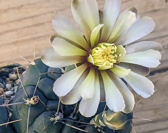 Gymnocalycium berchtii (San Luis, Argentina), 20 seeds