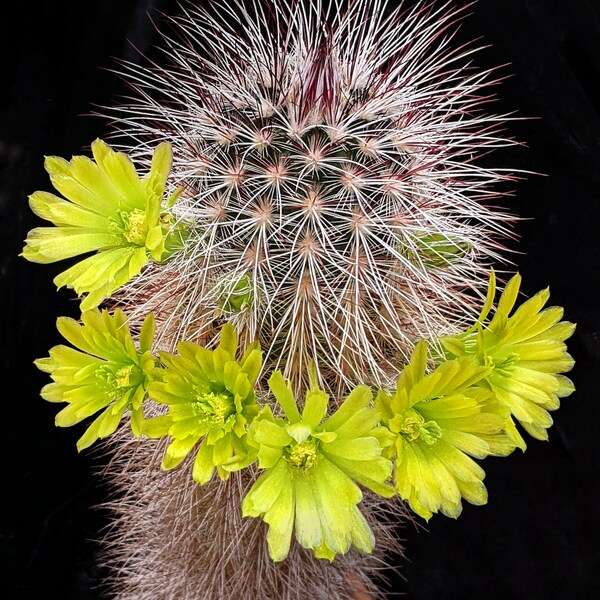 Echinocereus viridiflorus var. canus,  20 seeds